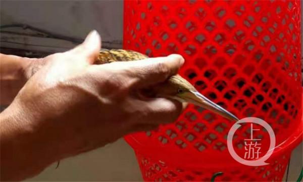 一遇危險就變“植物”你見過這種怪鳥嗎？