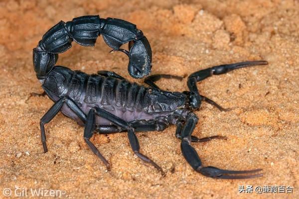 昆蟲被用於戰爭的10種令人震驚的方式