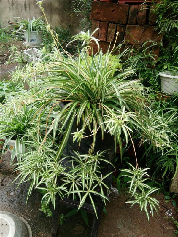 13種“懶人花”,客廳養一盆,輕鬆又吉利,四季輪流開 13種“懶人花”,客廳養一盆,輕鬆又吉利,四季輪流開