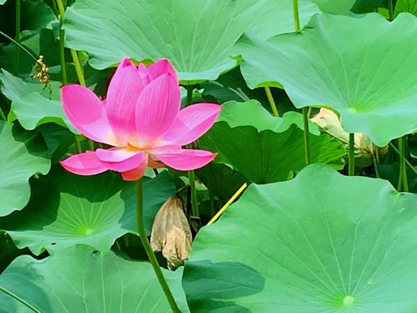 兩次圓明園之旅&mdash;&mdash;不同的心境、相同的感懷