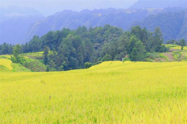 多彩貴州·康養度假勝地 | 賞梯田 住民宿 這才是打開秋季旅遊的正確方式