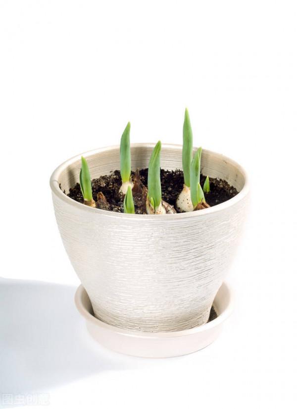 鮮切花中的“5美人”，都可以盆栽養殖，養好了，鮮花自由