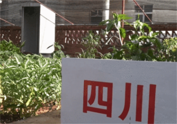 24年前在西沙中建島栽了一棵椰子樹，如今長成了啥樣？