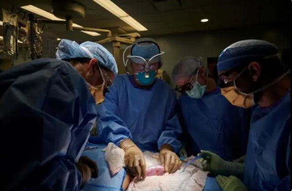 美專家將基因改造豬的腎臟成功移植到人體,距離臨床還有多遠 美專家將基因改造豬的腎臟成功移植到人體,距離臨床還有多遠