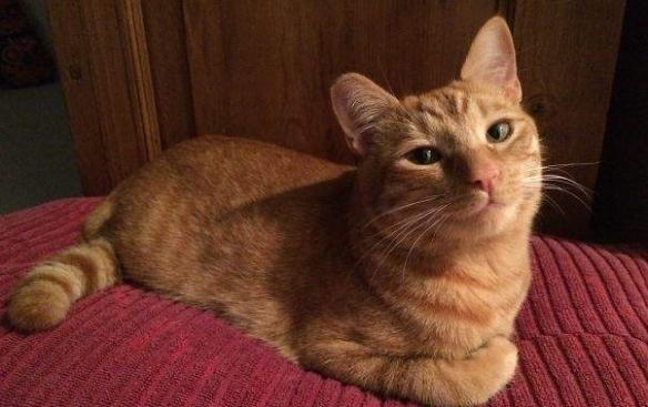 網友分享喵星人微笑練習 得意 治癒 還是無法言喻？