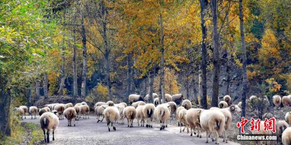 “高原綠色明珠”成金色世界 “高原綠色明珠”成金色世界