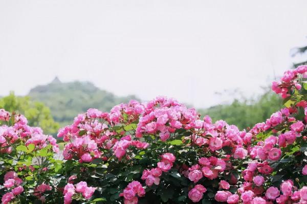 月季歡迎，花色靚麗，生機勃勃，主要刺少，不扎手