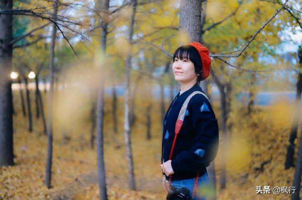 再有半個月，北京將迎來最美的季節，12個銀杏寶藏地，附機位攻略