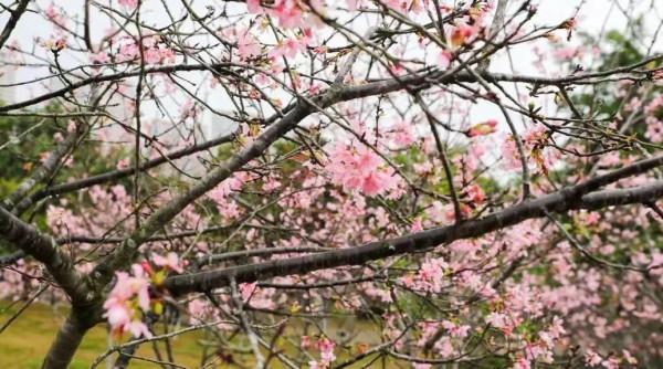 人間四月天，在坪山眼見皆美好