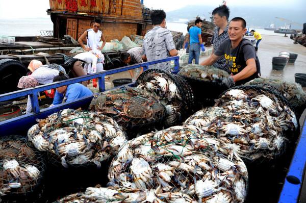 剛入秋吃螃蟹,內行人偏愛這3種,比吃大閘蟹過癮,膏肥肉鮮 剛入秋吃螃蟹,內行人偏愛這3種,比吃大閘蟹過癮,膏肥肉鮮
