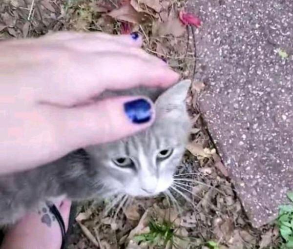 流浪貓主動賣萌討食,女孩餵它它卻轉頭就跑,跟上去一看被感動了 流浪貓主動賣萌討食,女孩餵它它卻轉頭就跑,跟上去一看被感動了