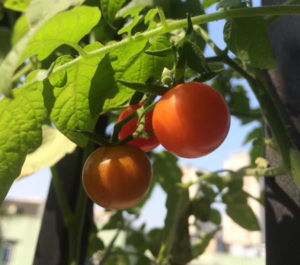 4種常見水果開花,都見過的人還真是不多,你見過幾種? 4種常見水果開花,都見過的人還真是不多,你見過幾種?