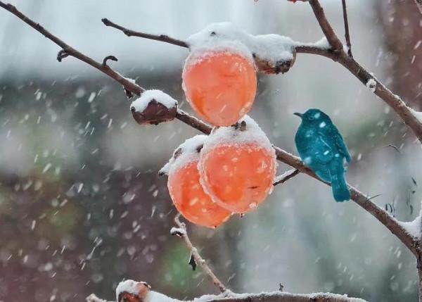 七律·立冬大雪 (二首)
