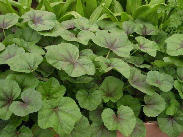 農村這8種蔬菜,也許你沒當回事,多吃老人小孩能補鈣,記得收藏 農村這8種蔬菜,也許你沒當回事,多吃老人小孩能補鈣,記得收藏