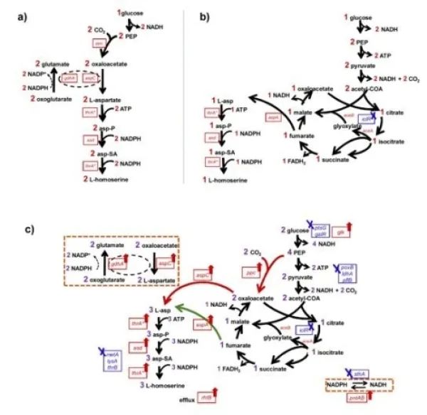 科研人員實現精草銨膦手性前體的高水平發酵合成