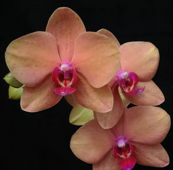 蘭花：部分種類圖鑑