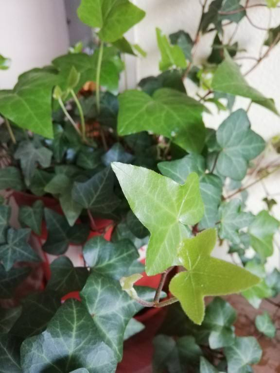 睡眠總不好，試著臥室放盆花，還能淨化空氣