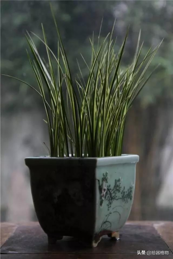 細說菖蒲品種 細說菖蒲品種