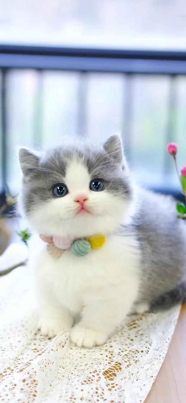 萌化了的喵星人~可愛貓咪愛不如寵，寵不如懂