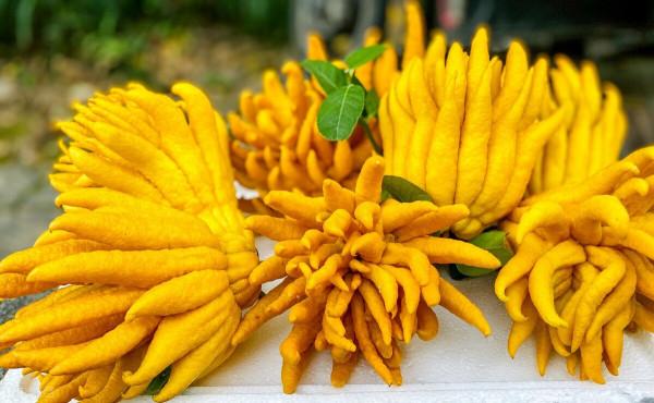 高血脂,手腳麻木?這張方子僅3味藥,行氣加活血,打通經脈 高血脂,手腳麻木?這張方子僅3味藥,行氣加活血,打通經脈