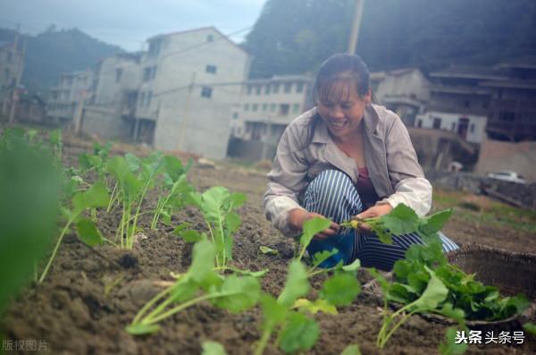 “寒露”“霜降”天氣與農事