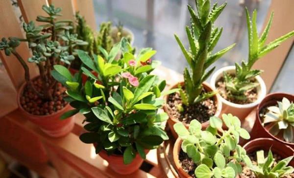 廚房廢品加點水,給花來一點,不花錢也能養出“極品花” 廚房廢品加點水,給花來一點,不花錢也能養出“極品花”