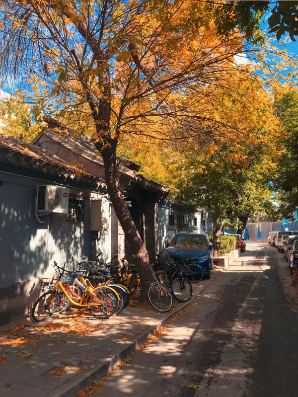 在北京過個秋天，立刻退掉了去騰衝的機票