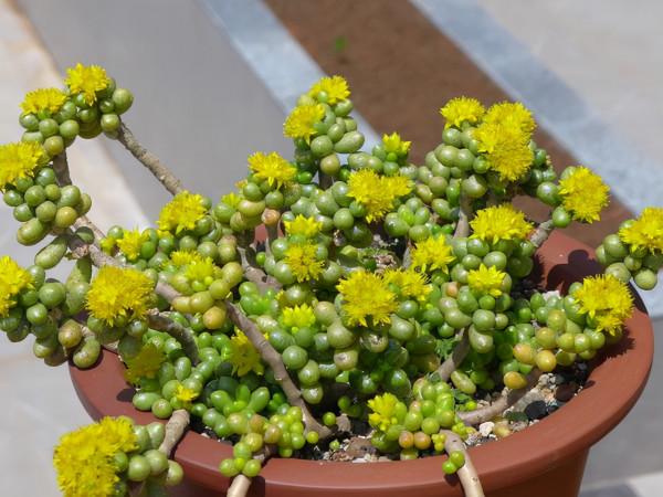 這10款多肉耐陰能力強，在室內陽臺上照樣長得漂亮，養起來真省心