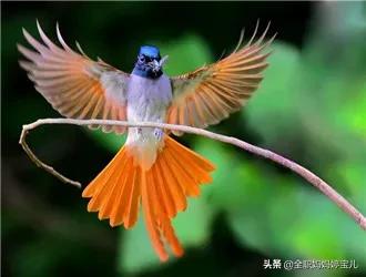 分享——超美壽帶鳥