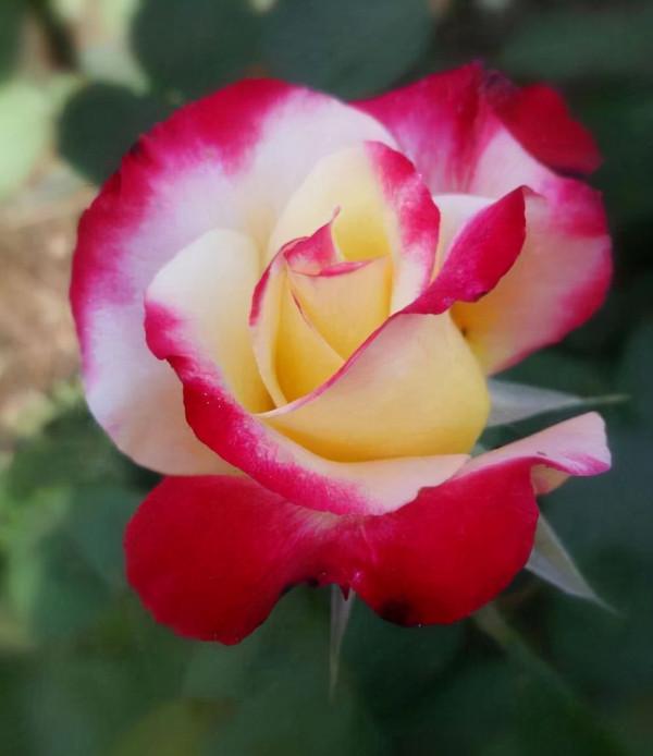 網上常見的3種花，購買需謹慎，看著銷量高，其實都是坑