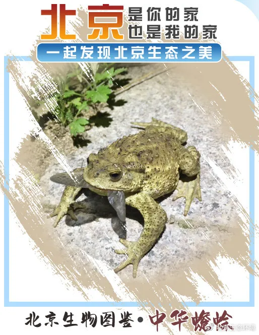 北京生物圖鑑 | 中華蟾蜍 北京生物圖鑑 | 中華蟾蜍