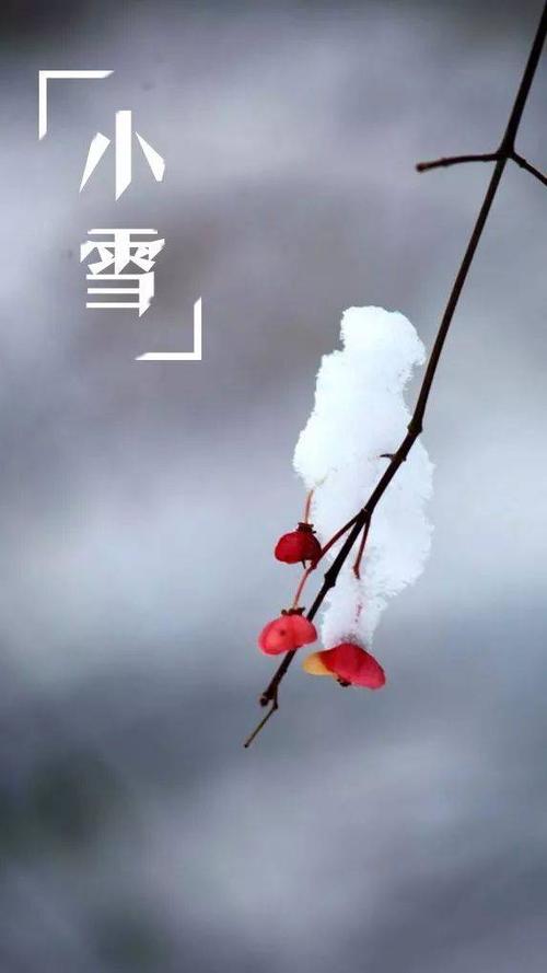 散文:小雪,煮茶聽心,不因寒冷而放棄前行 散文:小雪,煮茶聽心,不因寒冷而放棄前行