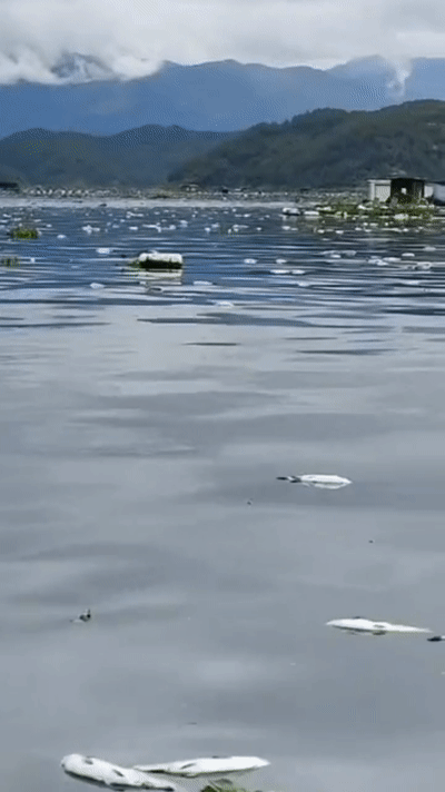 缺氧？福建閩江出現大量死魚，養魚小夥：整個江面都是