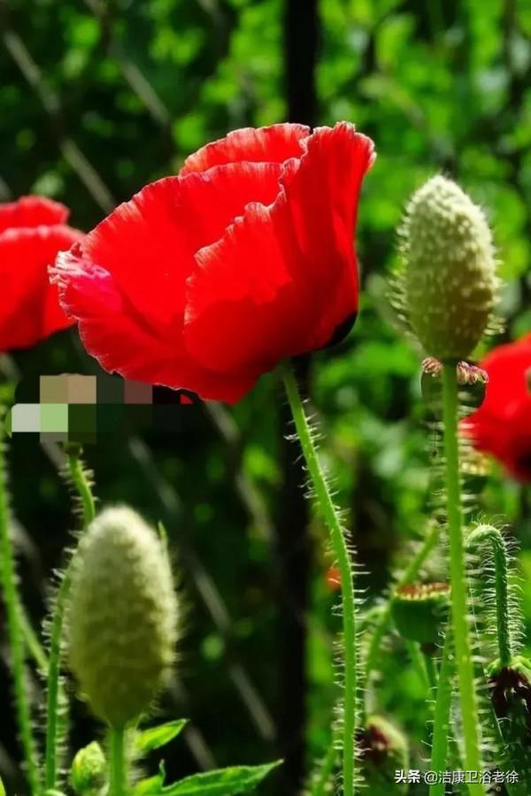 請欣賞美麗的奇美花草