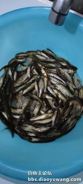 迴歸河山，收穫翻番