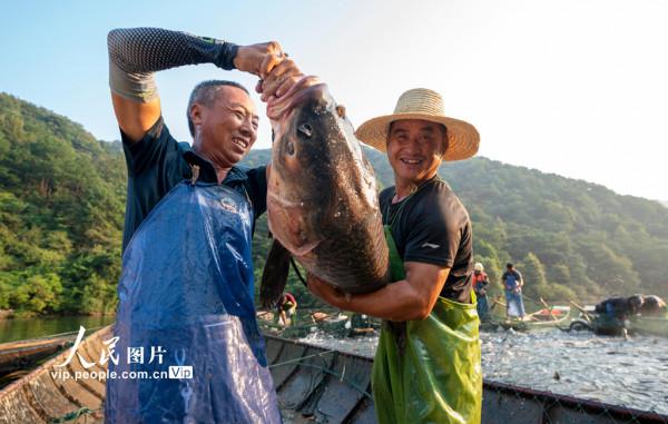 江西新餘:巨網捕魚 江西新餘:巨網捕魚