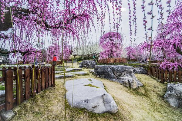 科普一下梅花：垂枝梅