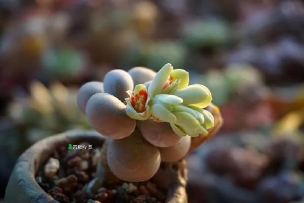 盤點盤點多肉界的“美人”們，個個顏值爆表，你養過哪幾種？