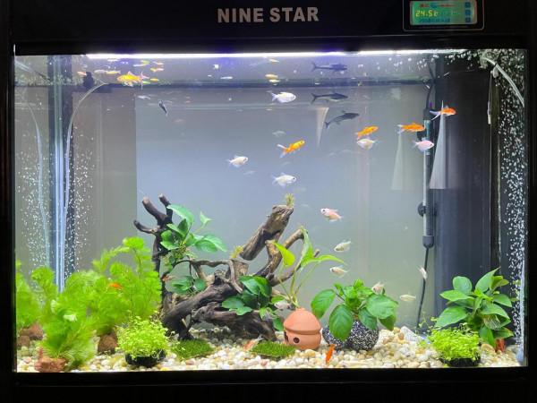 魚缸造景，小白技術