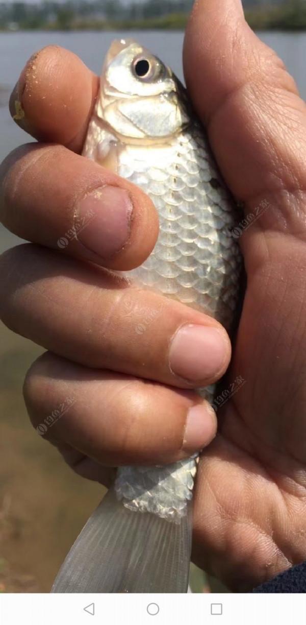 百人競釣黃碼河