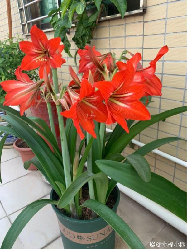 冬天6類花，葉片和花苞別噴水，一噴就爛了