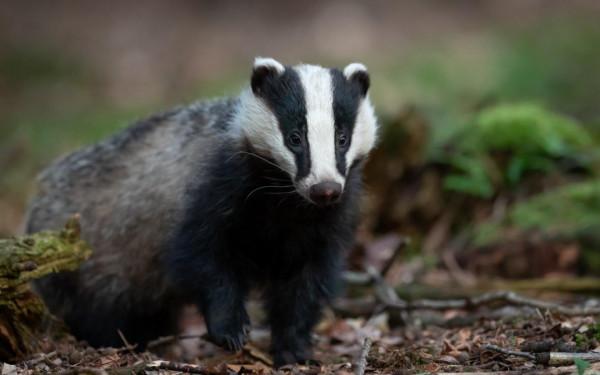 “狼狽為奸”中的狽,究竟是什麼生物?看完你就知道了 “狼狽為奸”中的狽,究竟是什麼生物?看完你就知道了