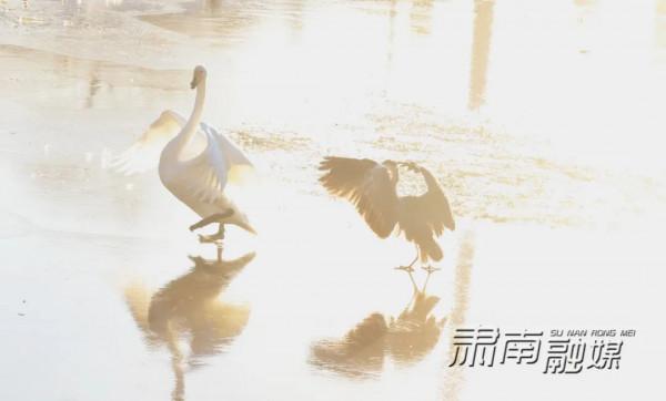 肅南：國家二級野生動物蒼鷺和白天鵝落腳肅南縣城