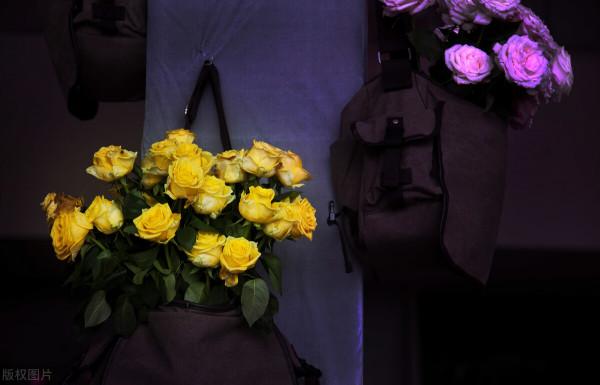 拜拜了月季!養了四年月季,這個秋天果斷換坑,希望沒有換錯 拜拜了月季!養了四年月季,這個秋天果斷換坑,希望沒有換錯