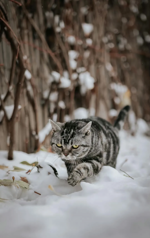 小貓咪會不會怕踩疼了雪呢? 小貓咪會不會怕踩疼了雪呢?