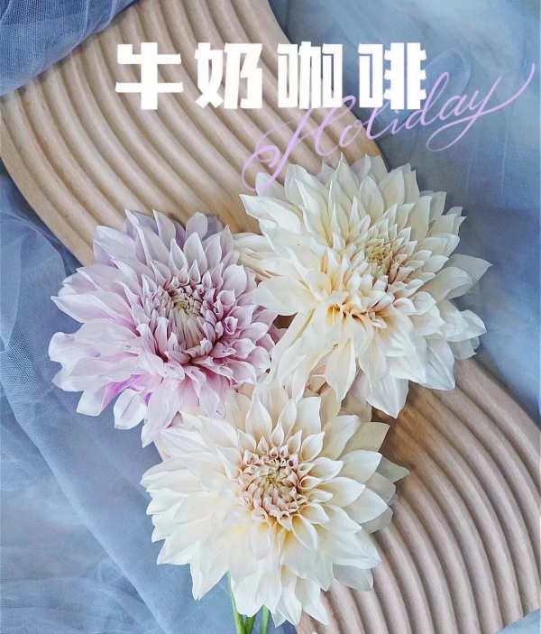 大麗花扦插方法，一盆變十盆，成活率100%