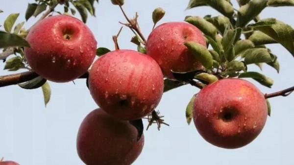 脆！甜！採摘蘋果，這幾種京城名品不能錯過
