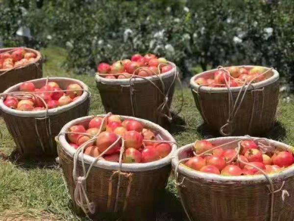 四川省棉麻集團：借力新零售 助農保增收