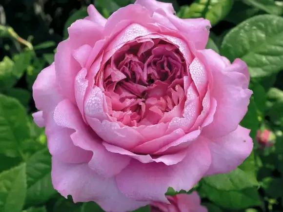 月季品種裡，據有牡丹月季之稱的6個品種，爭奇鬥豔，美不勝收