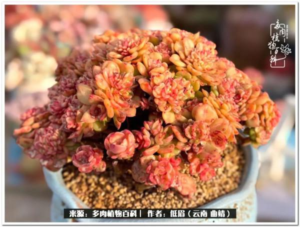 溫暖的多肉微語，陪你度過寒冷的聖誕平安夜！（2021）